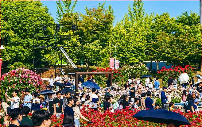 양귀비부터 장미까지…경남 지역 물들이는 ‘빨간 꽃 축제’ 열린다